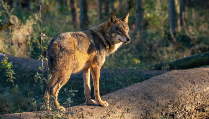 Vivre avec les loups : retour sur la projection débat à Carhaix avec l'association FERUS et Bretagne Vivante !